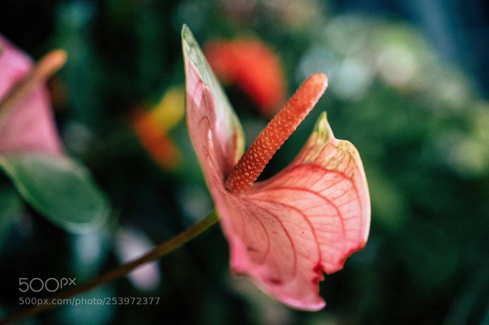Sony a6300 sample photo. Pink dew photography