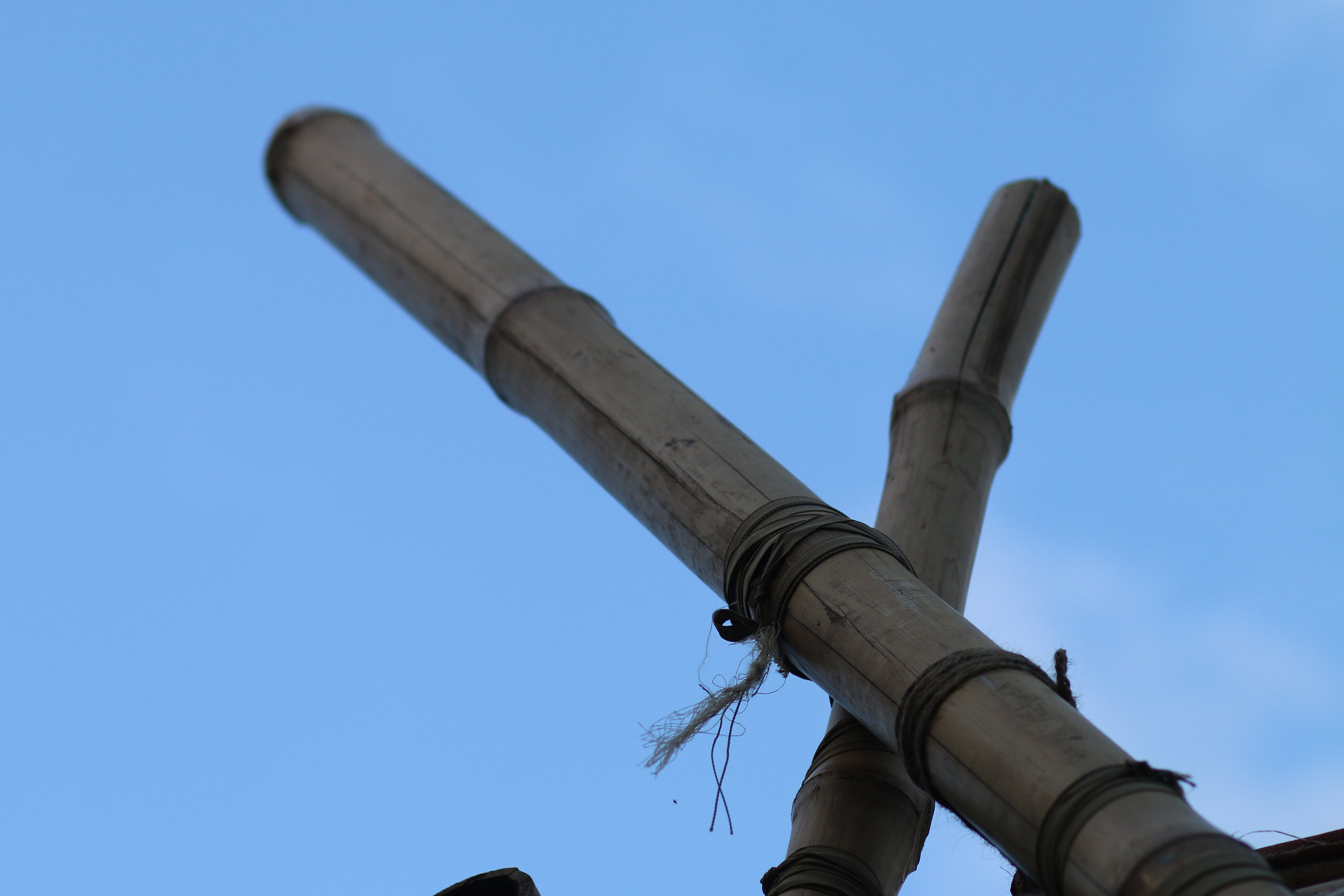 Canon EOS 70D + Canon EF 85mm F1.8 USM sample photo. Bamboo photography
