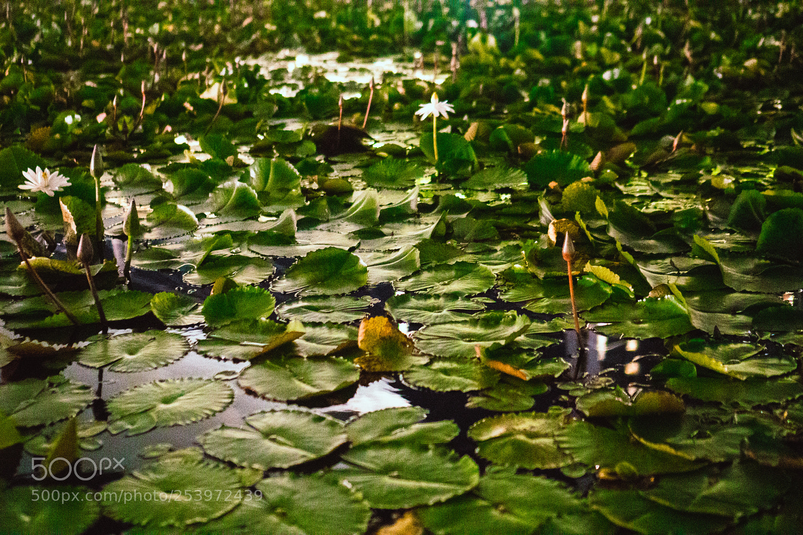 Sony a6300 sample photo. Pond photography