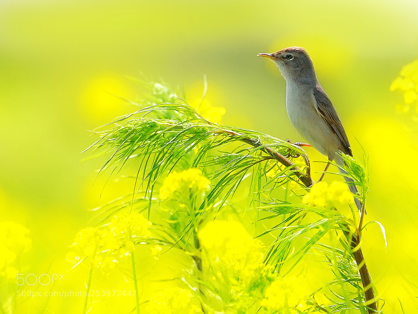 Nikon D610 sample photo. На солнечном лугу photography