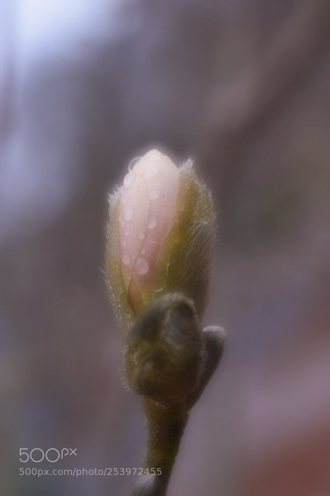 Nikon D5300 sample photo. Soon it ll be photography