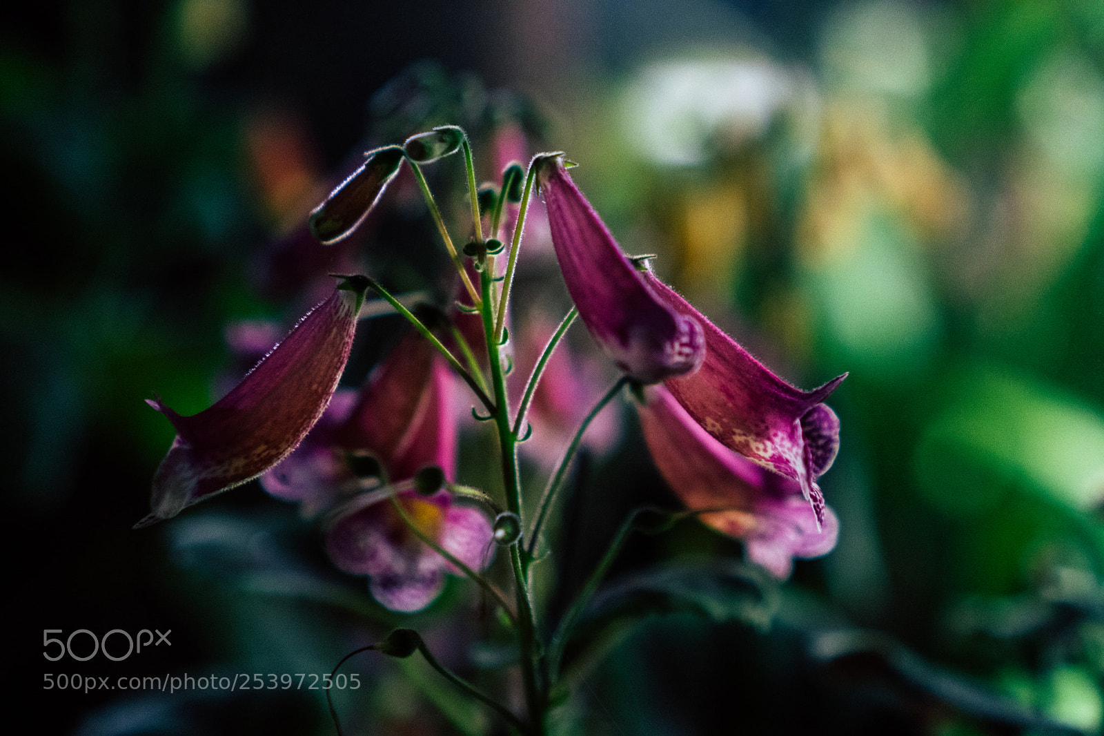 Sony a6300 sample photo. Purple plants photography