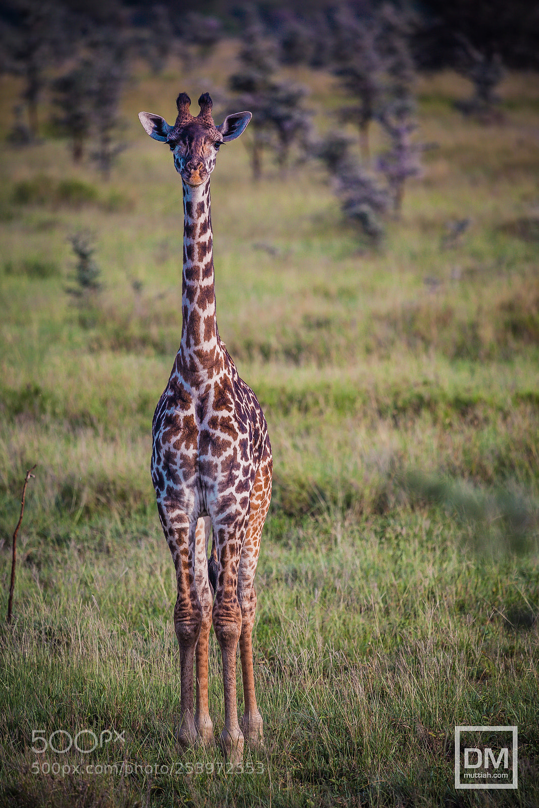 Canon EOS 5D Mark II sample photo. Serengeti national park photography