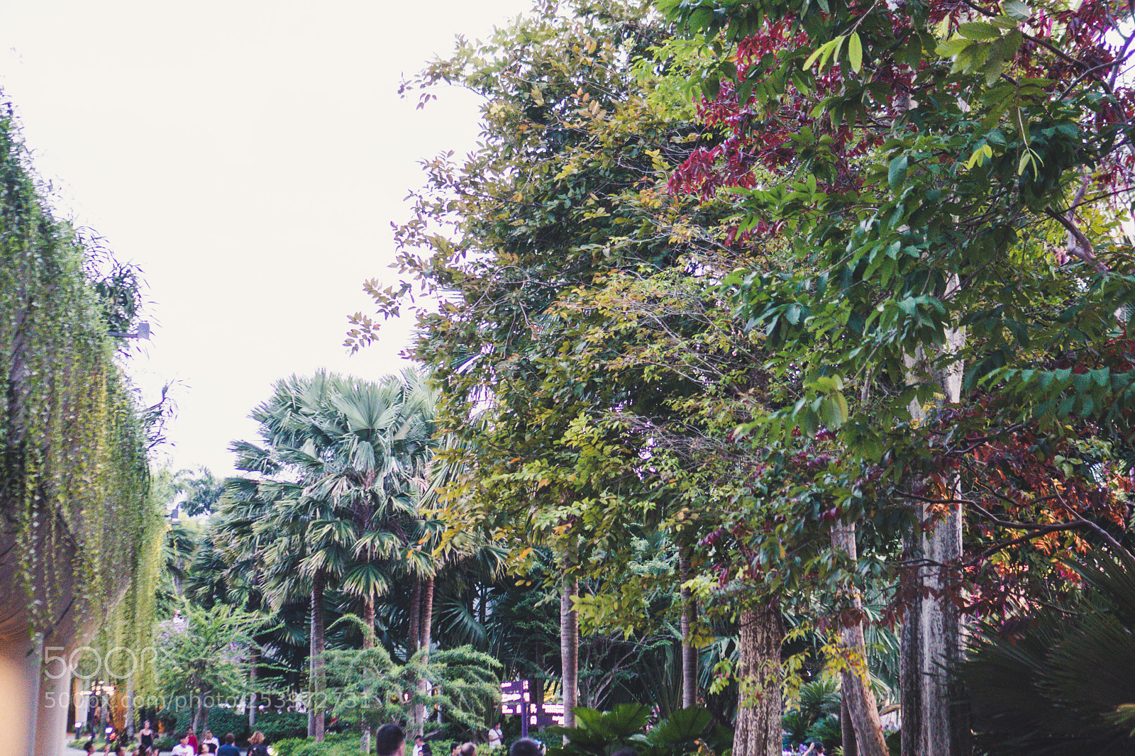 Sony a6300 sample photo. Trees photography