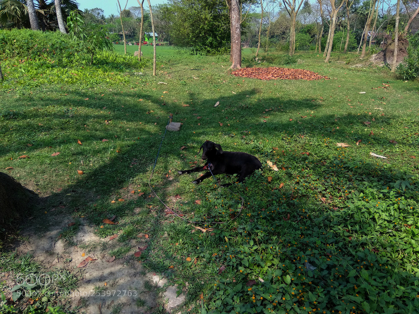 Xiaomi Redmi Note 4 sample photo. Noon+shadow+rest photography