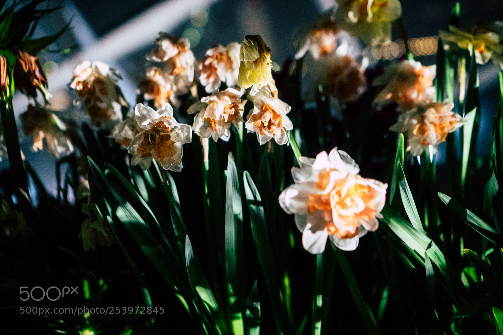 Sony a6300 sample photo. White and orange photography