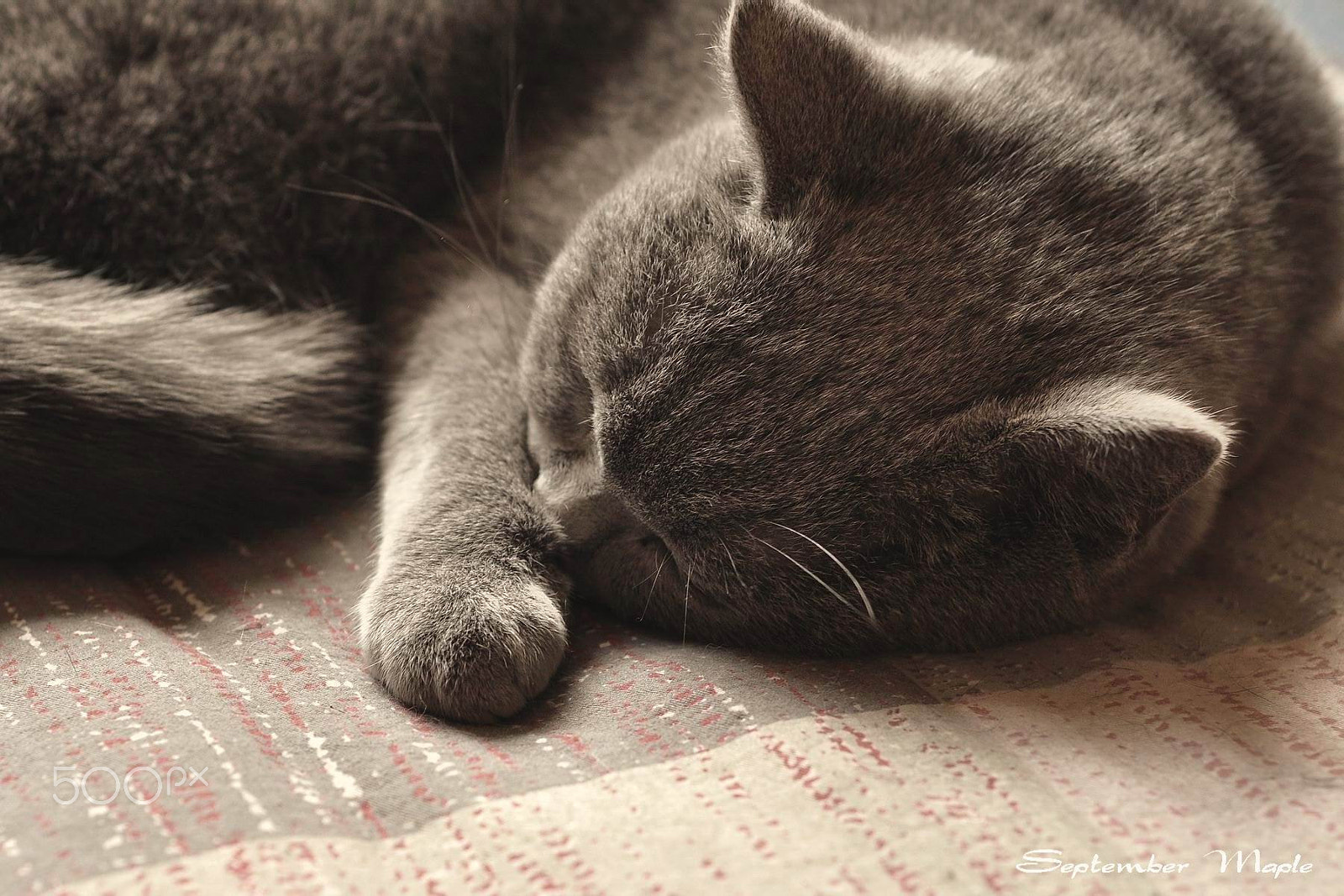 Nikon D90 + Nikon AF Nikkor 50mm F1.8D sample photo. 睡着了 fell asleep photography