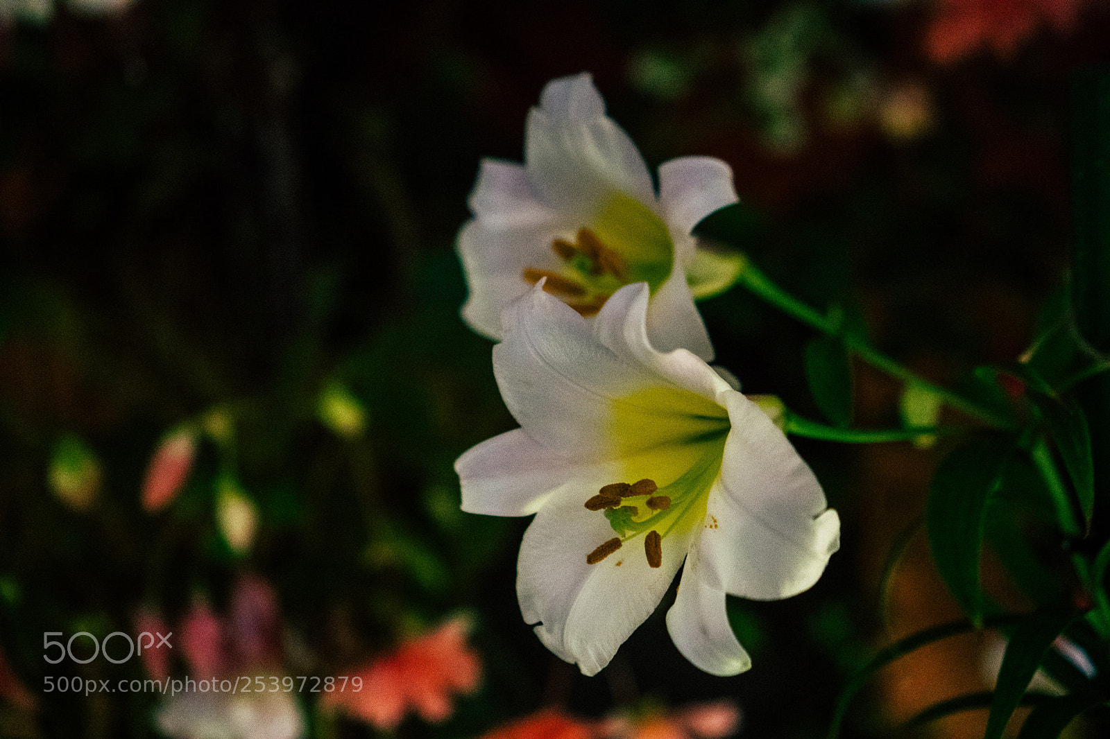 Sony a6300 sample photo. White flower photography