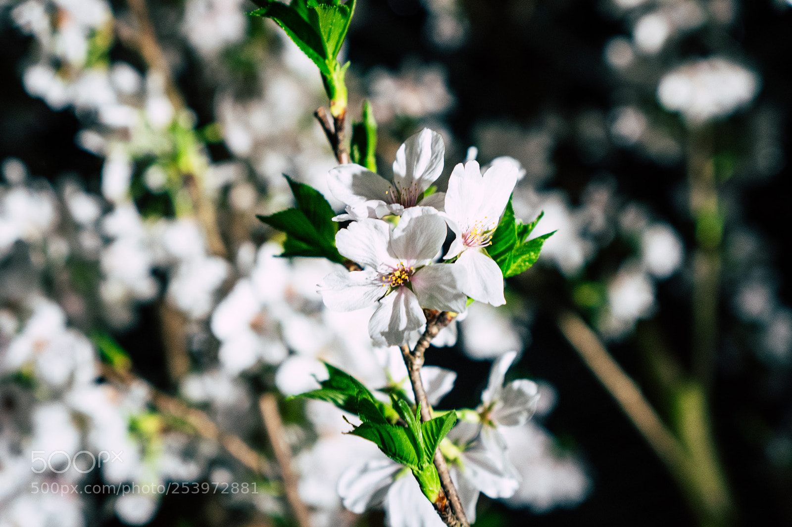 Sony a6300 sample photo. White petals photography