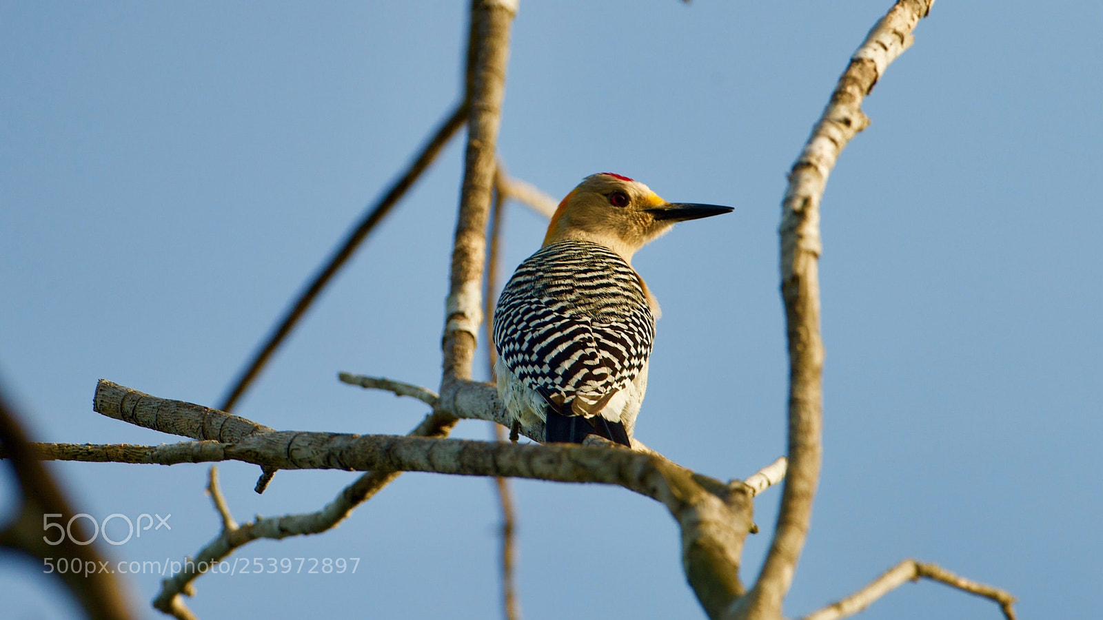 Canon EOS-1D X sample photo. Wood pecker photography