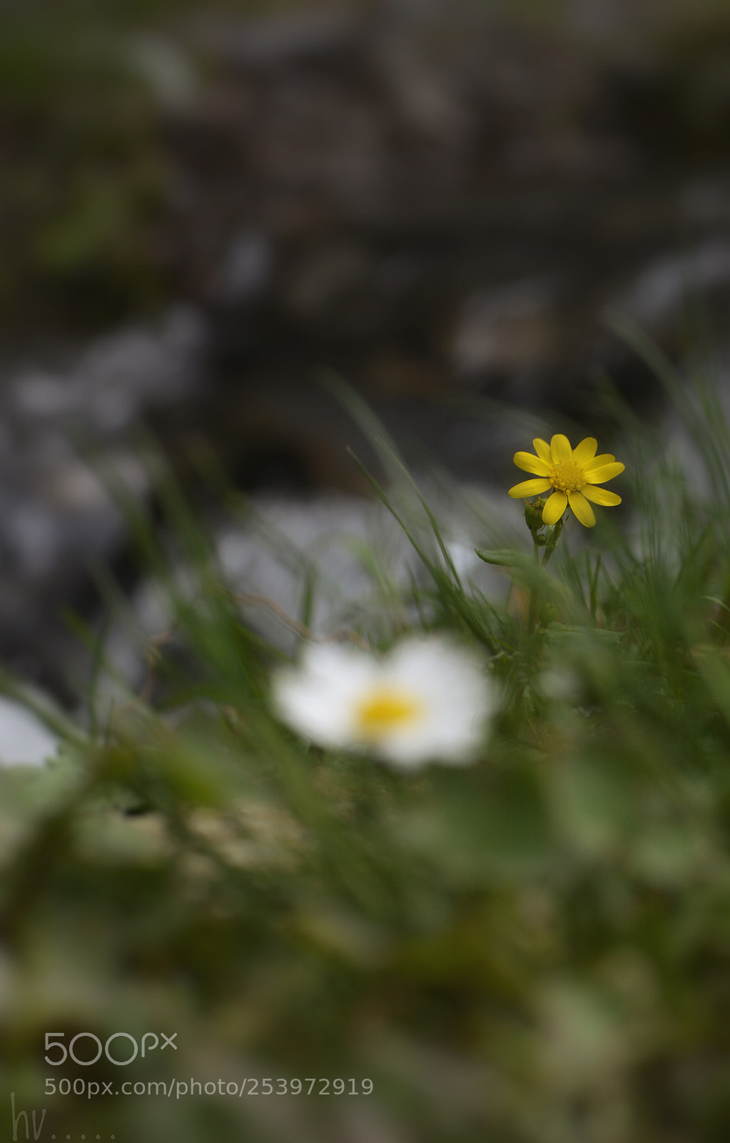 Nikon D7100 sample photo. Un petit bout de photography