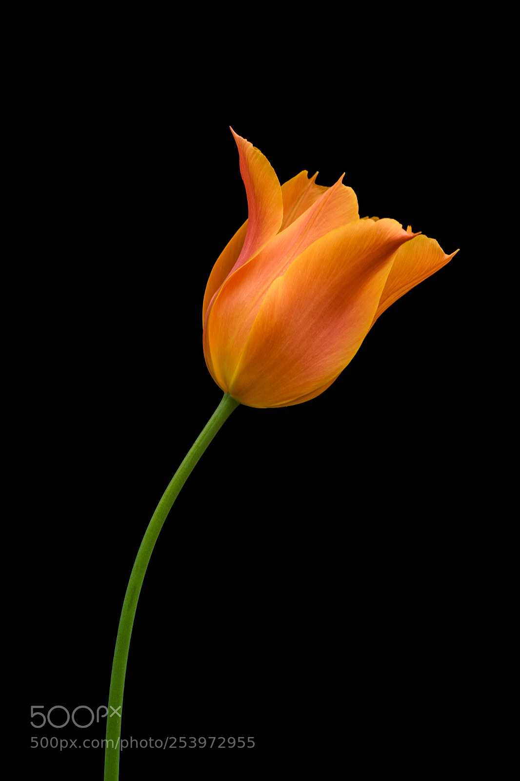 Canon EOS 7D Mark II sample photo. Tulip   photography
