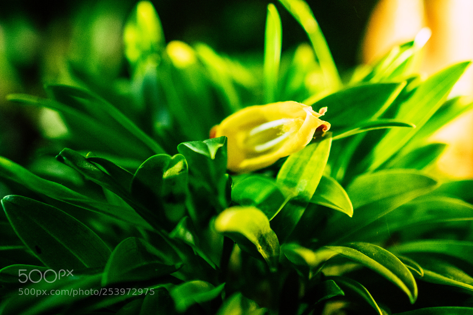 Sony a6300 sample photo. Yellow petals photography