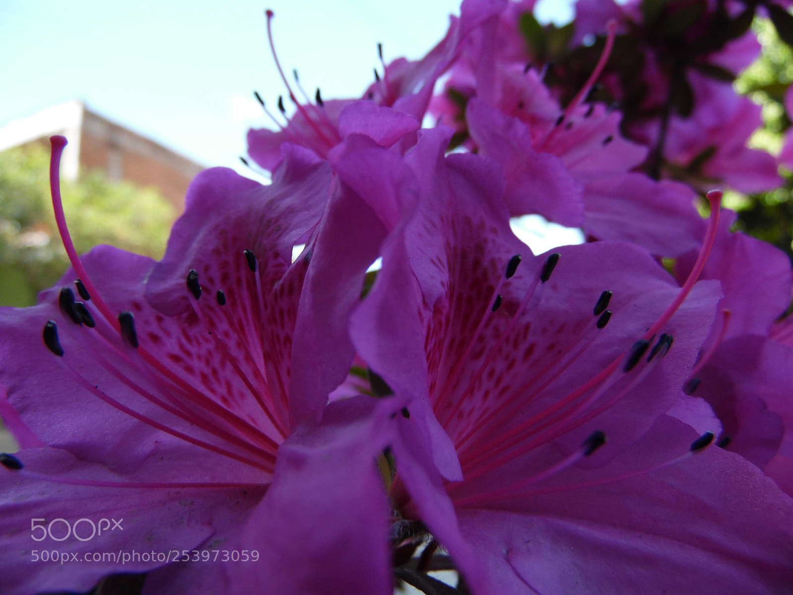Samsung WB1100F/WB1101F/WB1102F sample photo. La flor m s photography