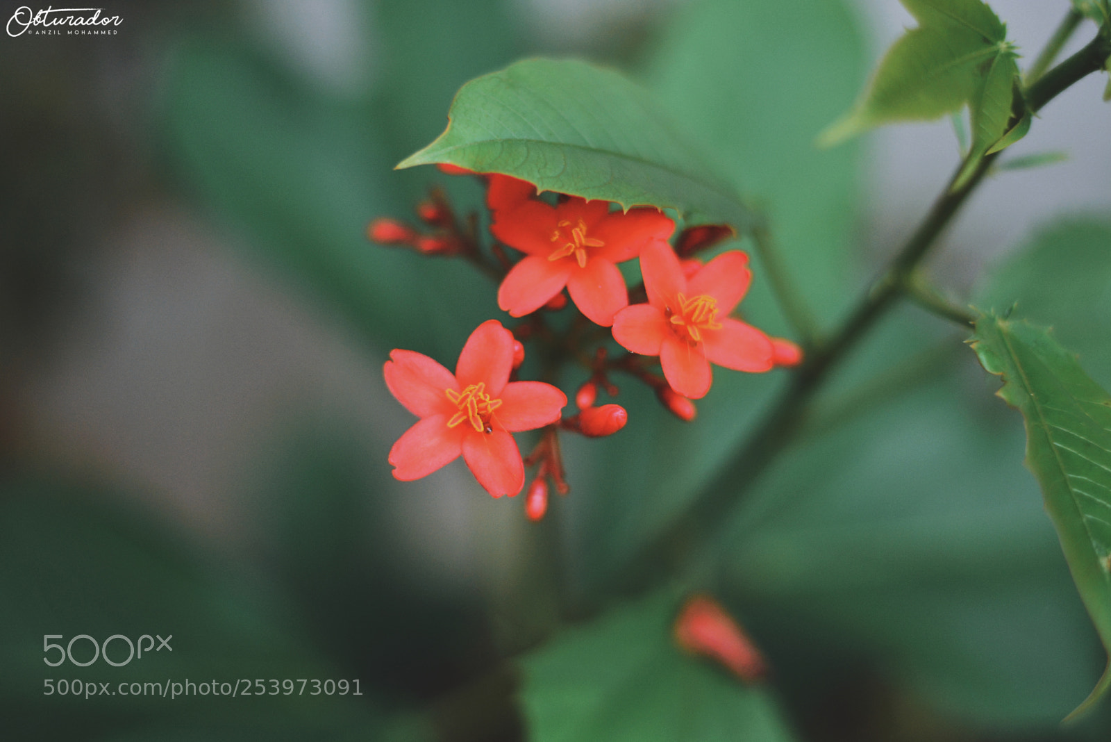 Nikon D5200 sample photo. Posers of nature photography