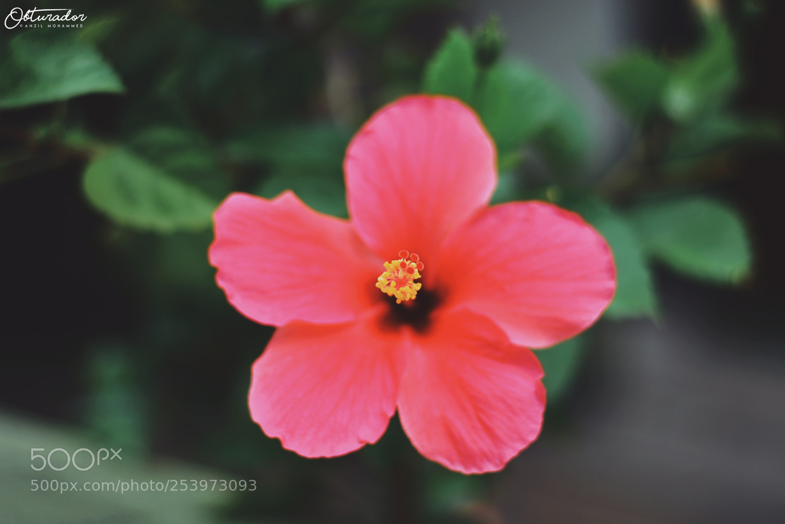Nikon D5200 sample photo. Posers of nature photography
