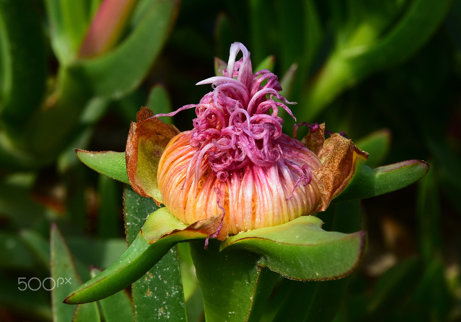 Nikon D7200 sample photo
