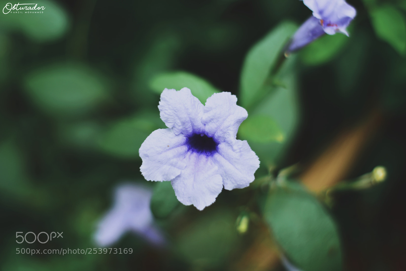 Nikon D5200 sample photo. Posers of nature photography