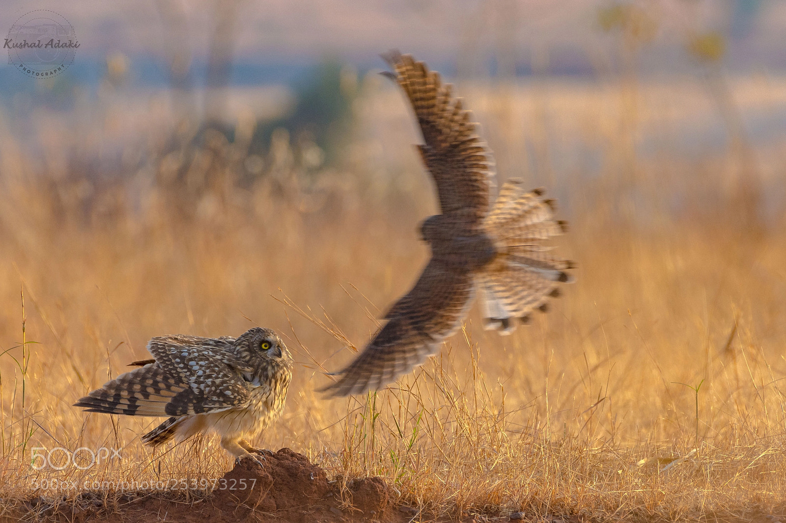 Nikon D7200 sample photo. Short-eared and common kestrel photography