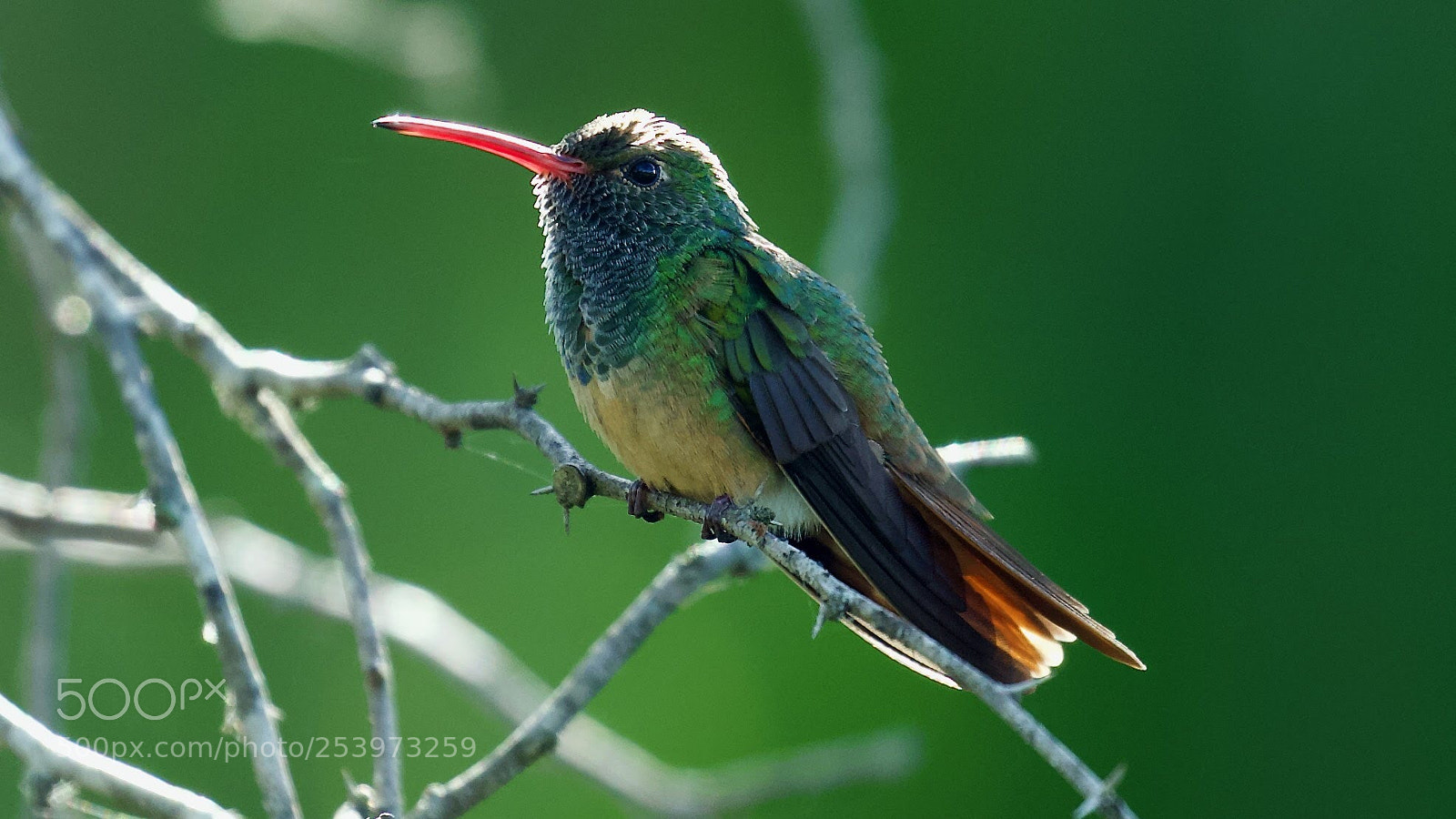 Canon EOS-1D X sample photo. Hummer... photography