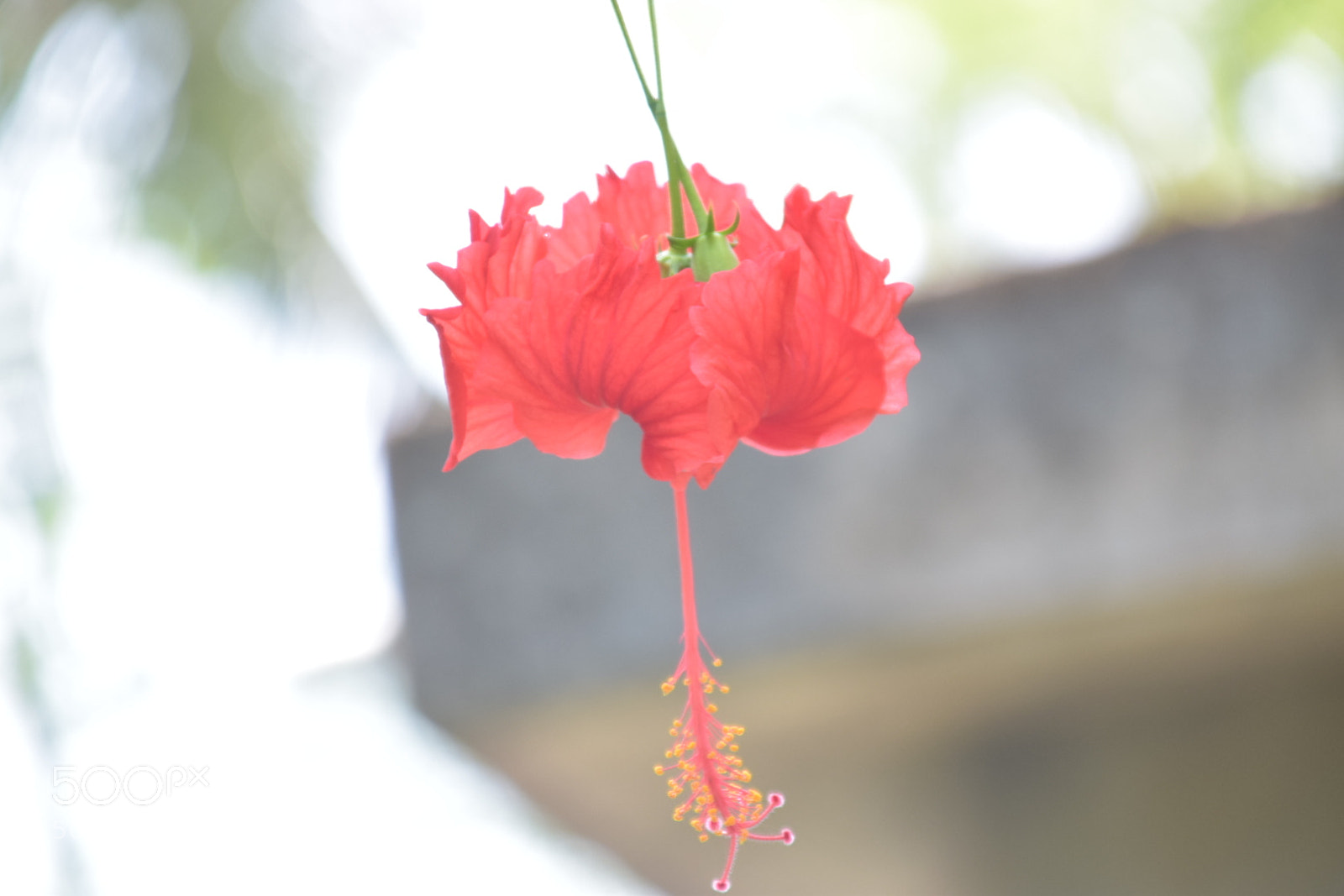 Nikon D5300 sample photo. Hibiscus photography