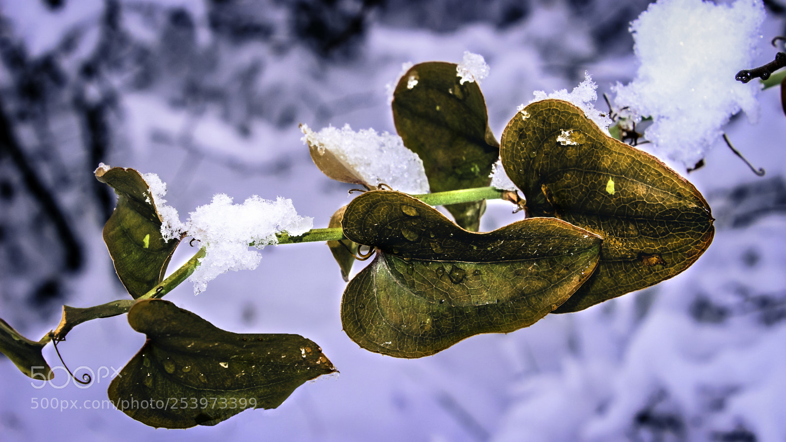 Canon EOS 600D (Rebel EOS T3i / EOS Kiss X5) sample photo. Leaves in snow photography