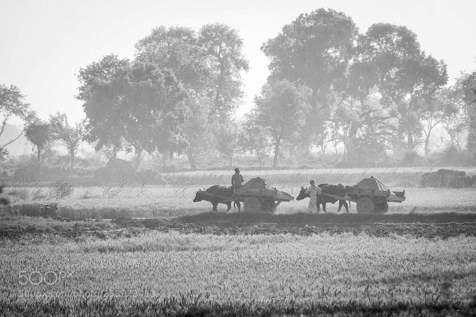 Canon EOS 1200D (EOS Rebel T5 / EOS Kiss X70 / EOS Hi) sample photo. Farmers north of delhi photography
