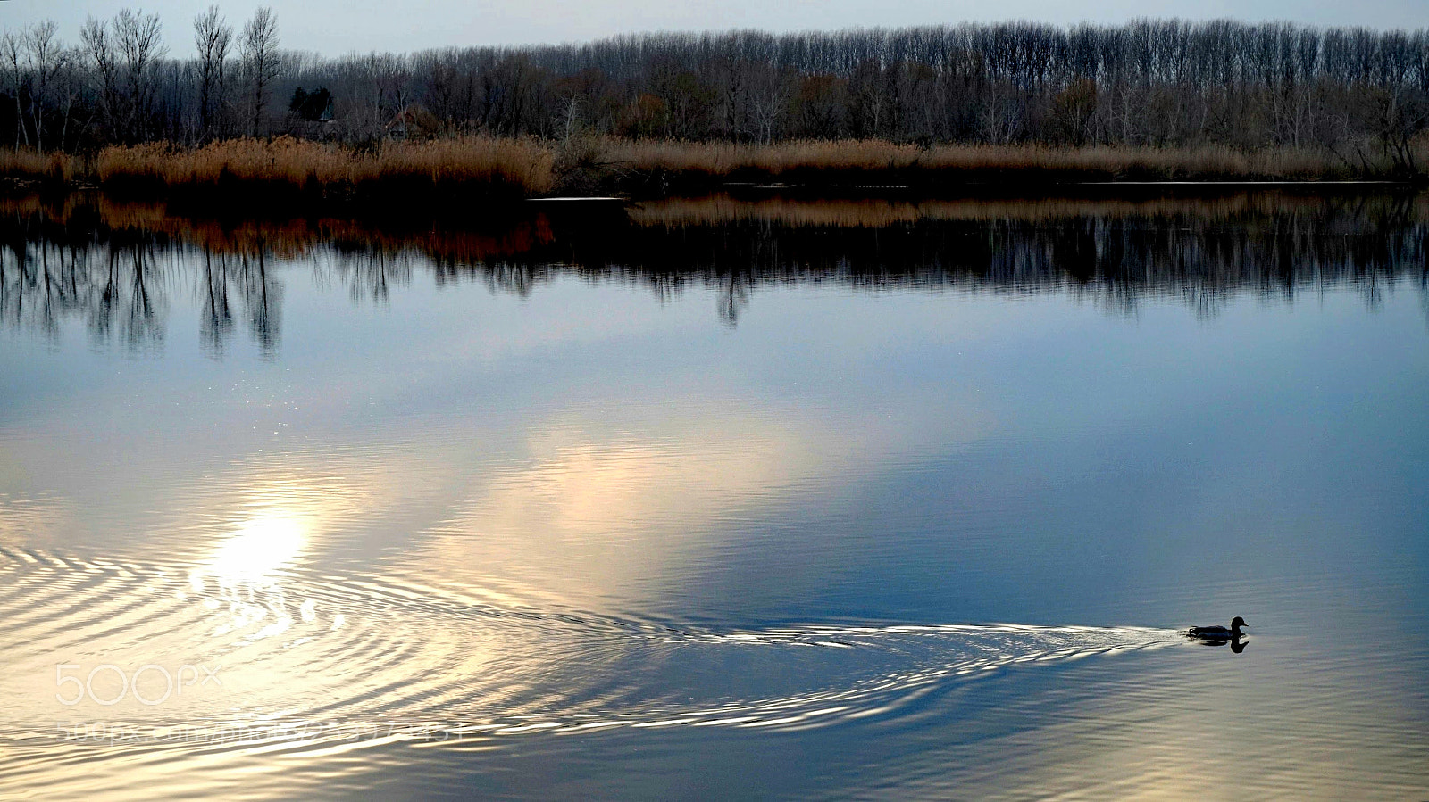 Sony Alpha a5000 (ILCE 5000) sample photo. A duck ... (... and me) photography