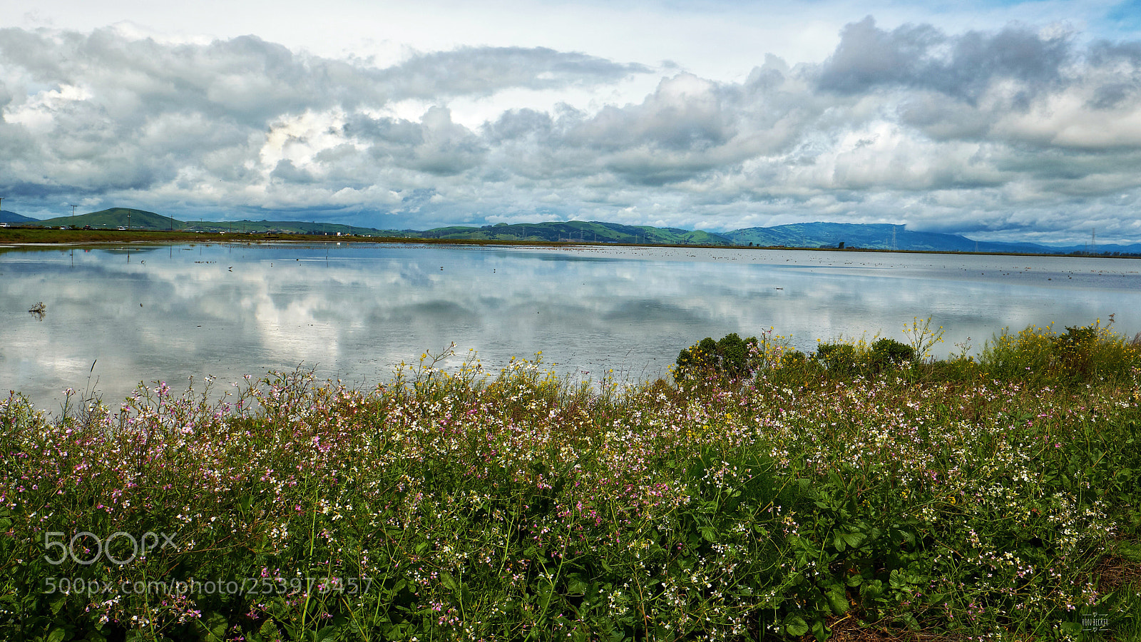 Fujifilm X-T2 sample photo. Cloudy water flowered shore photography