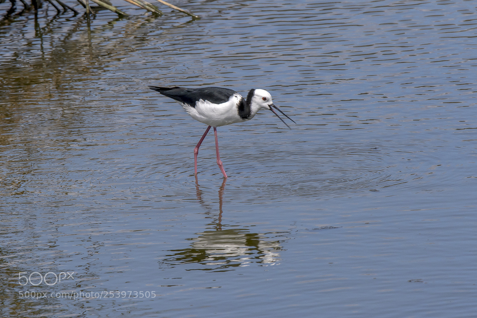 Canon EOS 7D Mark II sample photo. Pied stilt photography