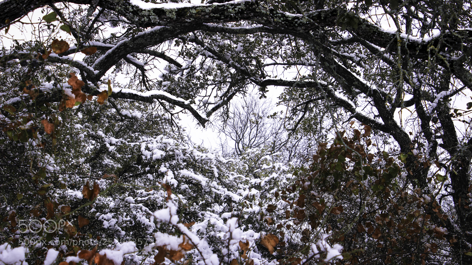Canon EOS 600D (Rebel EOS T3i / EOS Kiss X5) sample photo. Snow tree photography