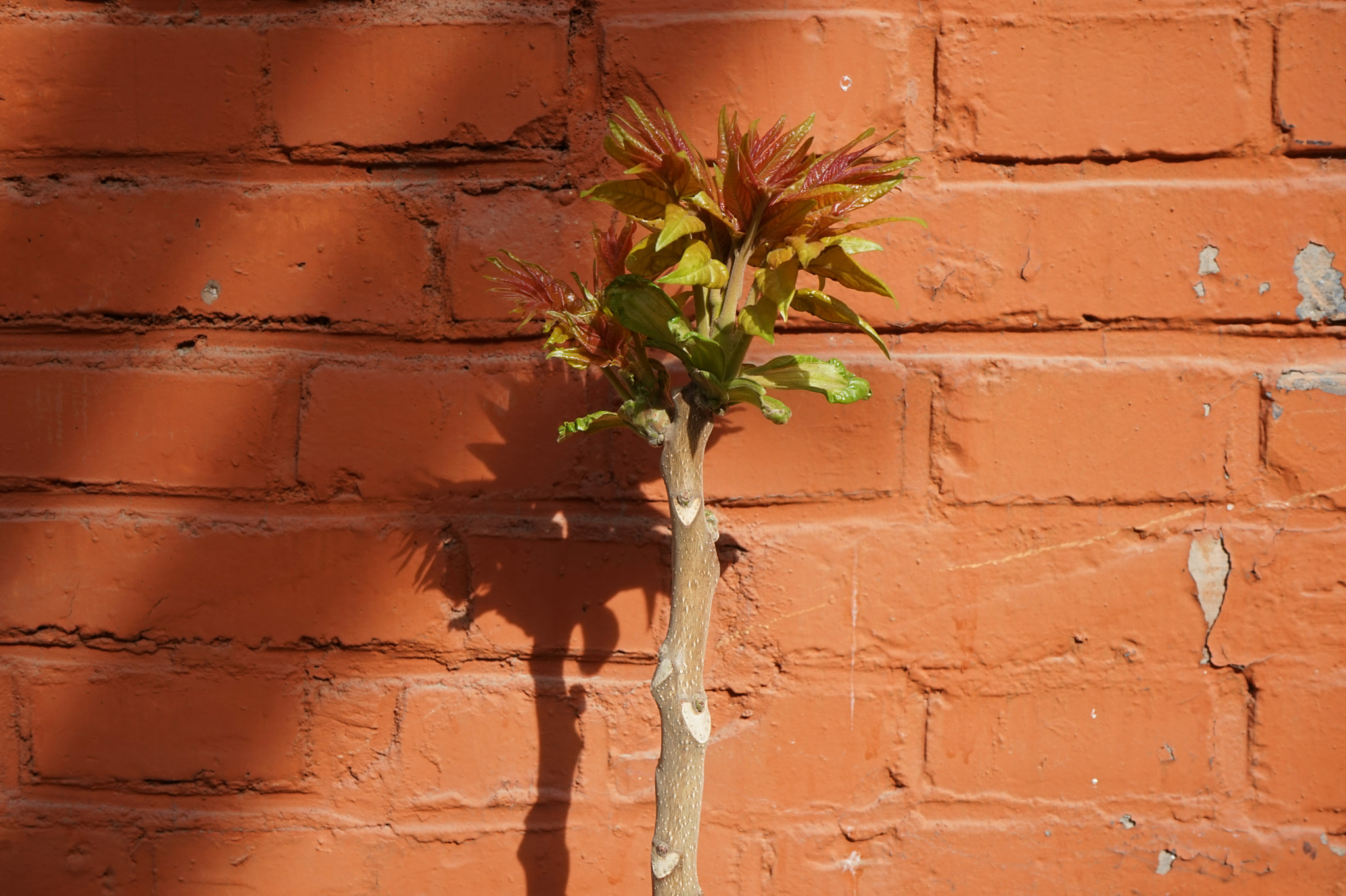 Tamron 18-200mm F3.5-6.3 Di III VC sample photo. Burgeon & bricks Ⅰ photography