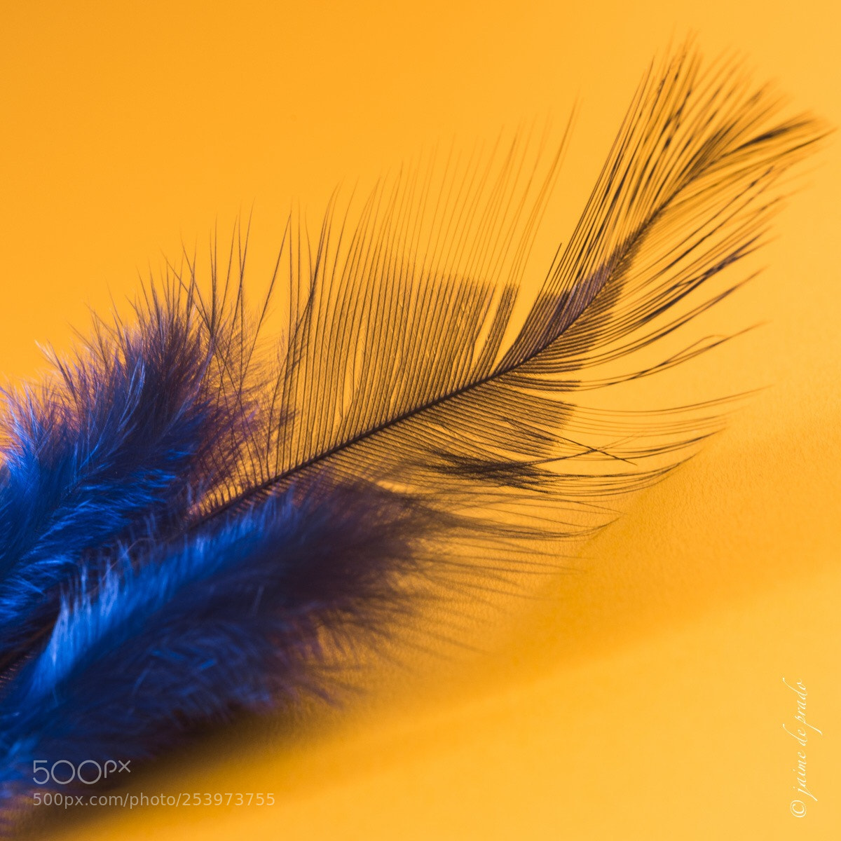 Nikon D810 sample photo. Pluma photography