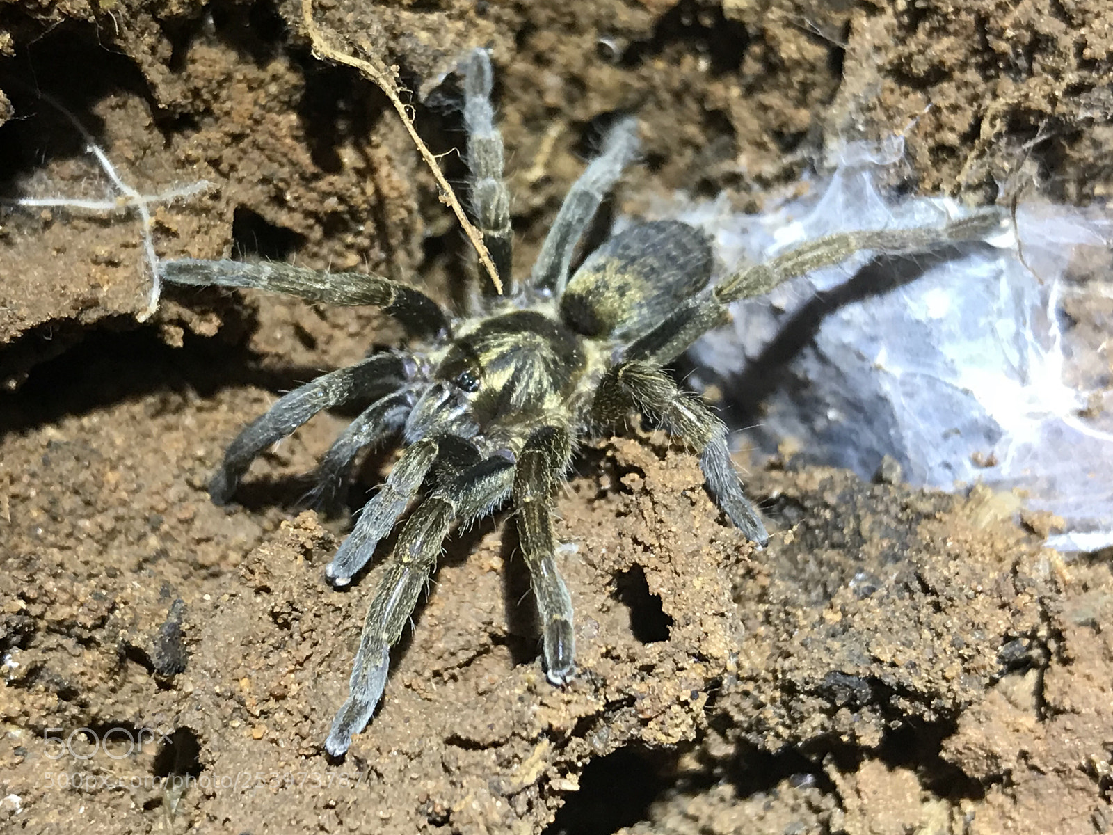 Apple iPhone 7 Plus sample photo. Baboon spider 20180415 photography