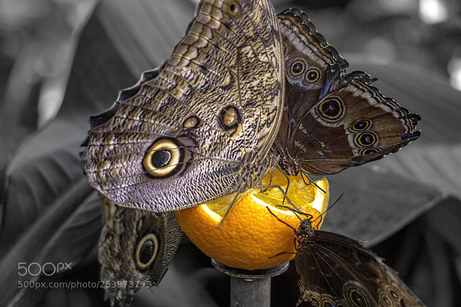 Sony a6000 sample photo. Butterfly... photography