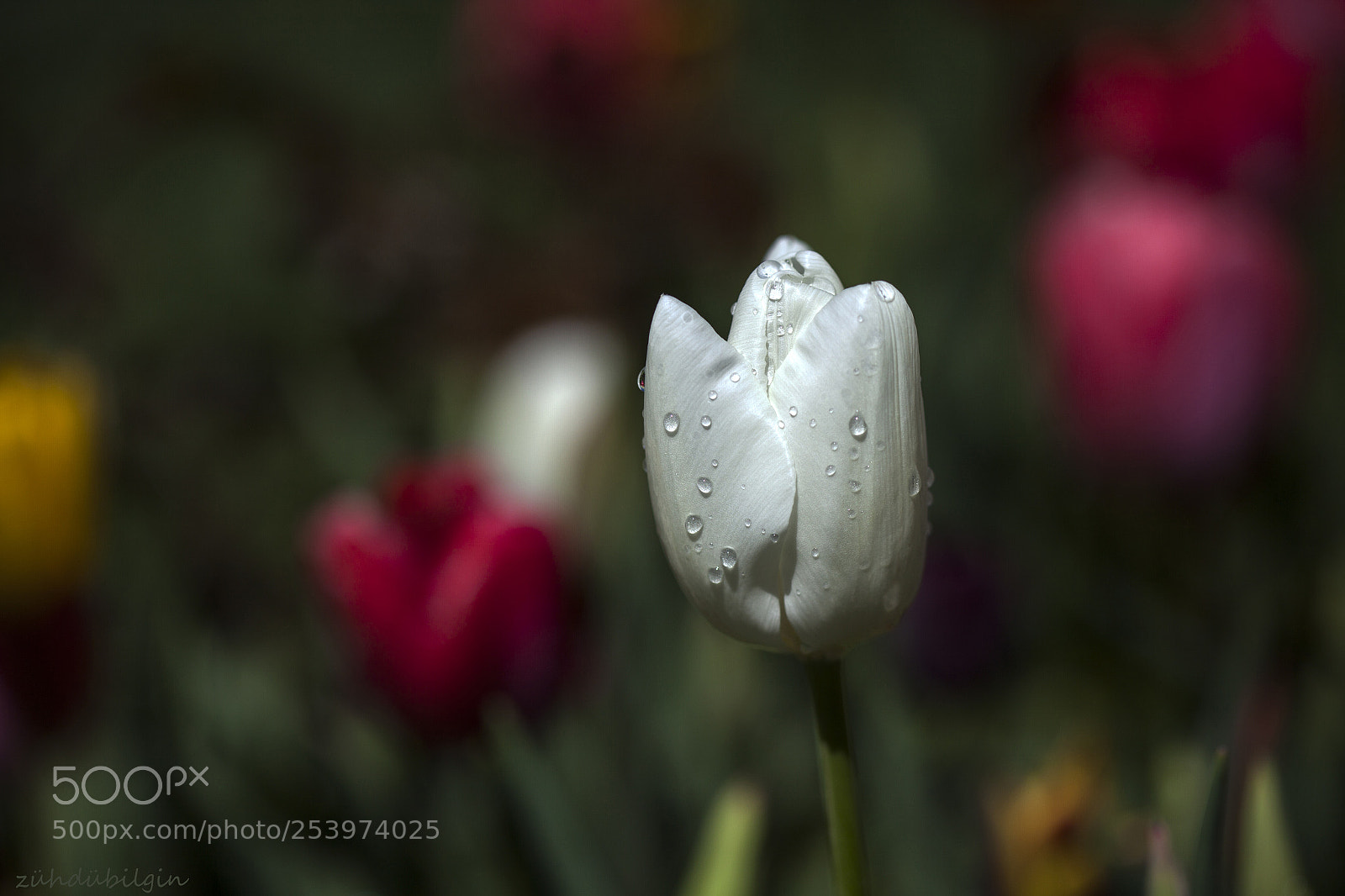 Canon EOS 5D Mark II sample photo. White photography