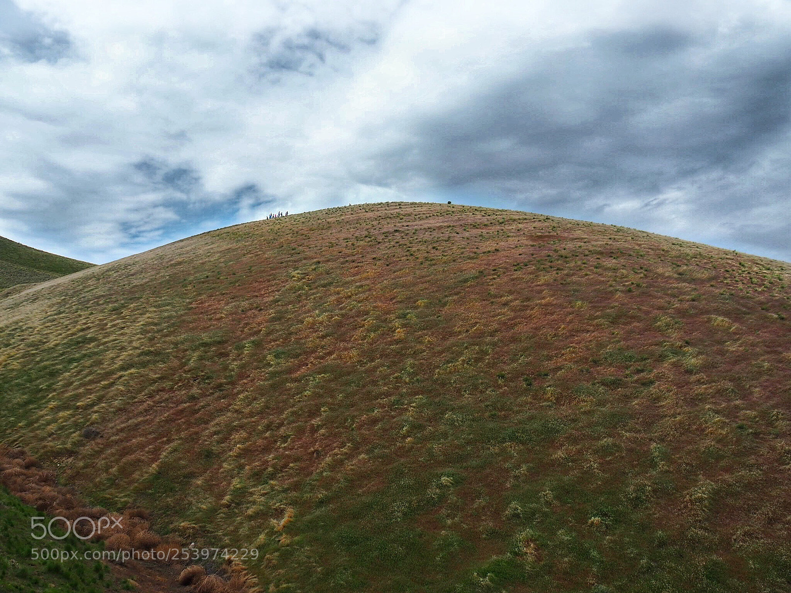 Olympus OM-D E-M10 sample photo. Ants on a hill photography
