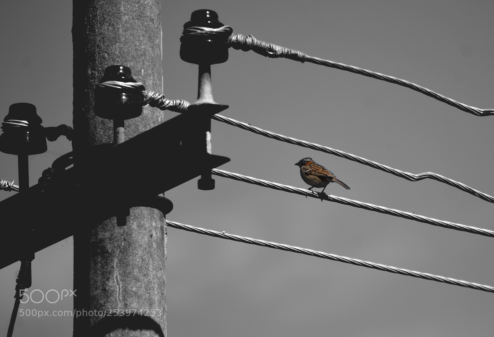 Nikon D7100 sample photo. Bird photography