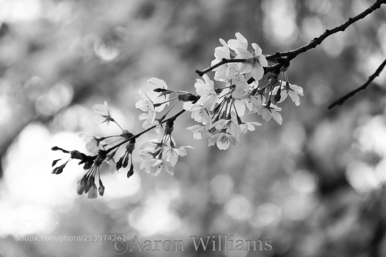 Sony a6500 sample photo. Cherry blossom monochrome photography