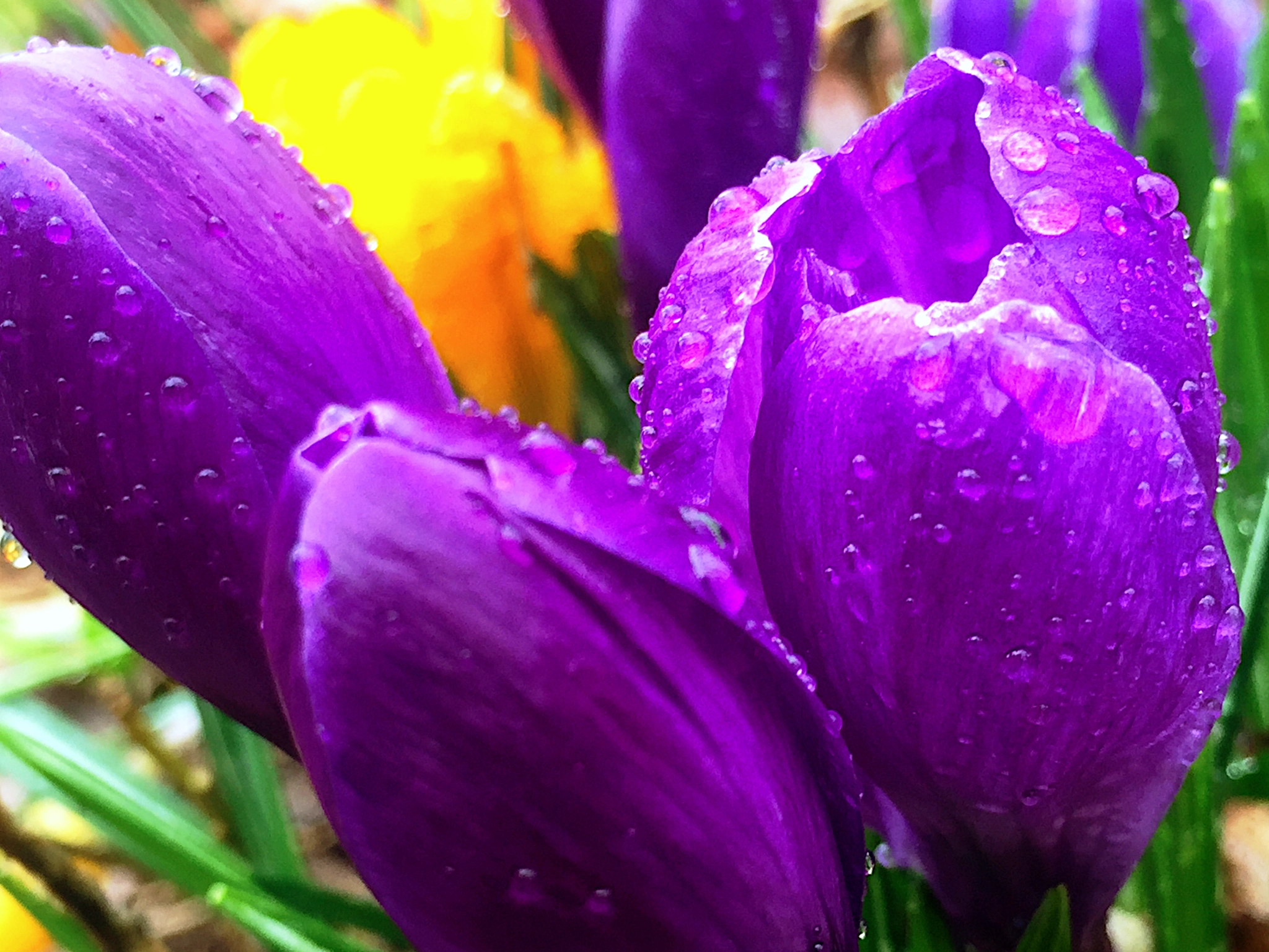 Apple iPhone7,2 sample photo. Budding tulips in spring rain photography