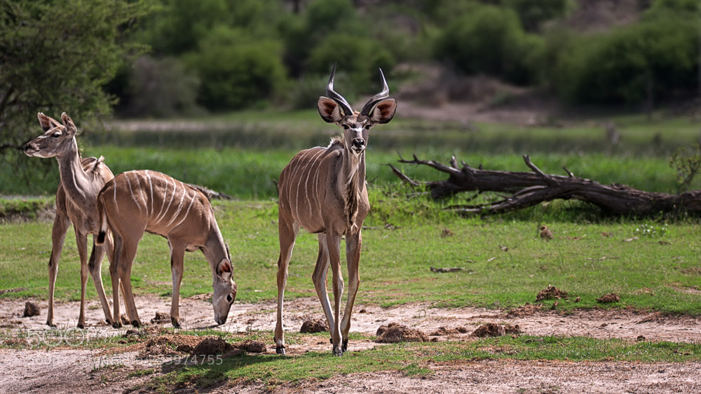 Nikon D90 sample photo. Young kudu's photography