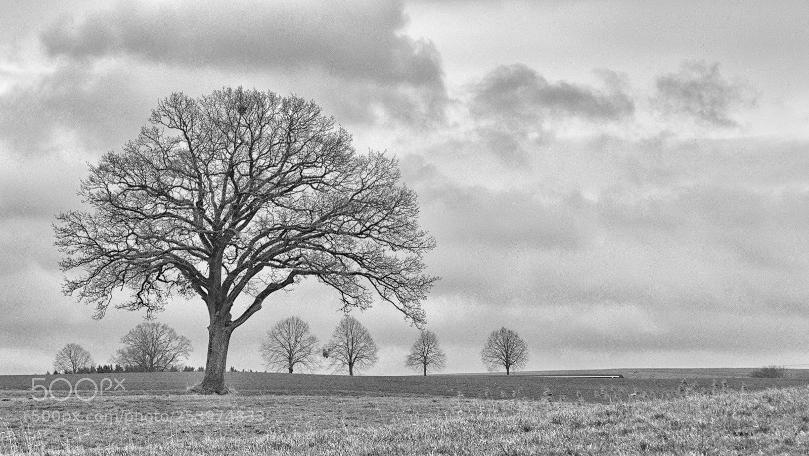 Panasonic Lumix DMC-FZ1000 sample photo. The protector bw photography