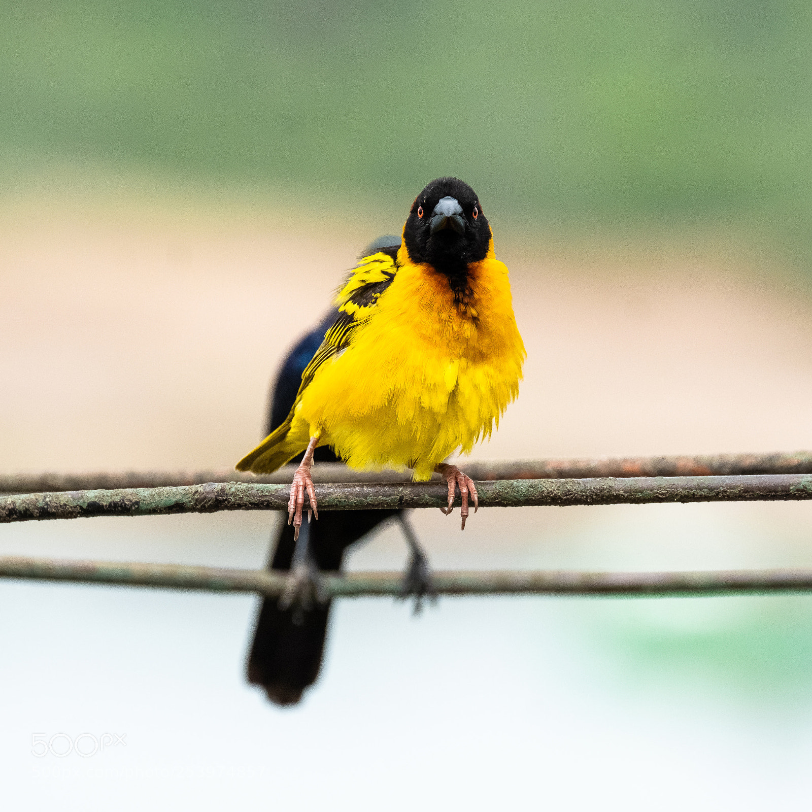 Fujifilm X-T2 sample photo. Angry bird 2 photography