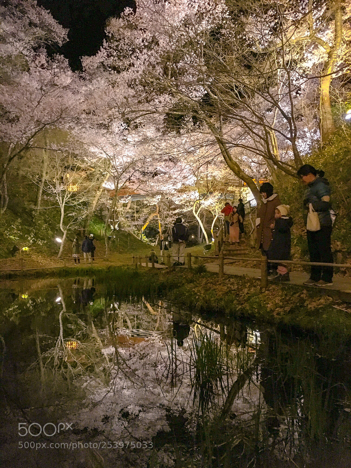 Apple iPhone 6s sample photo. Cherry blossoms series in photography