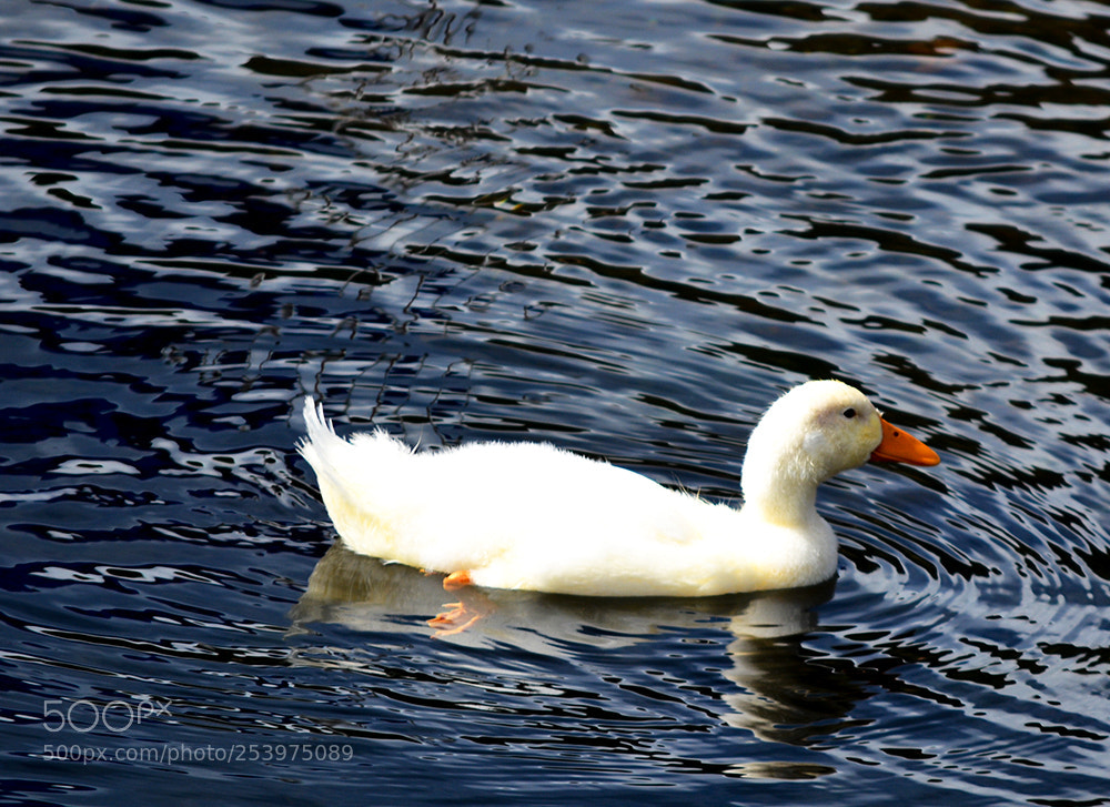 Nikon D7100 sample photo. Duck.jpg photography