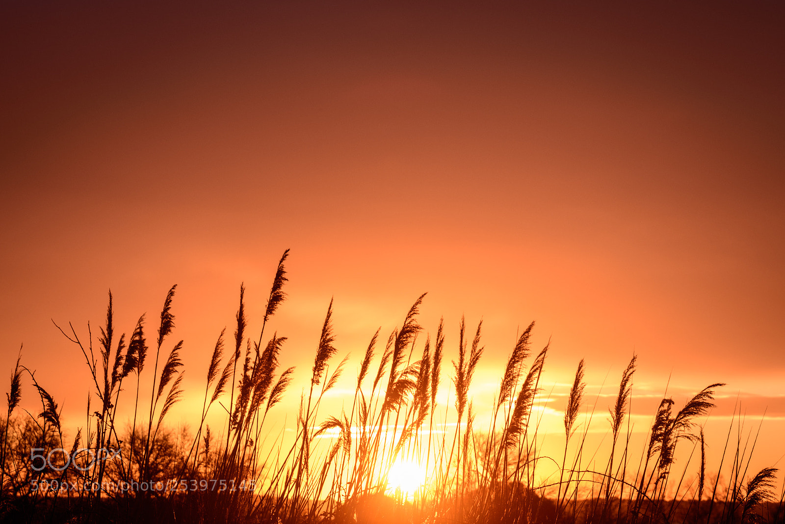 Nikon D5500 sample photo. Happy warm wake up photography