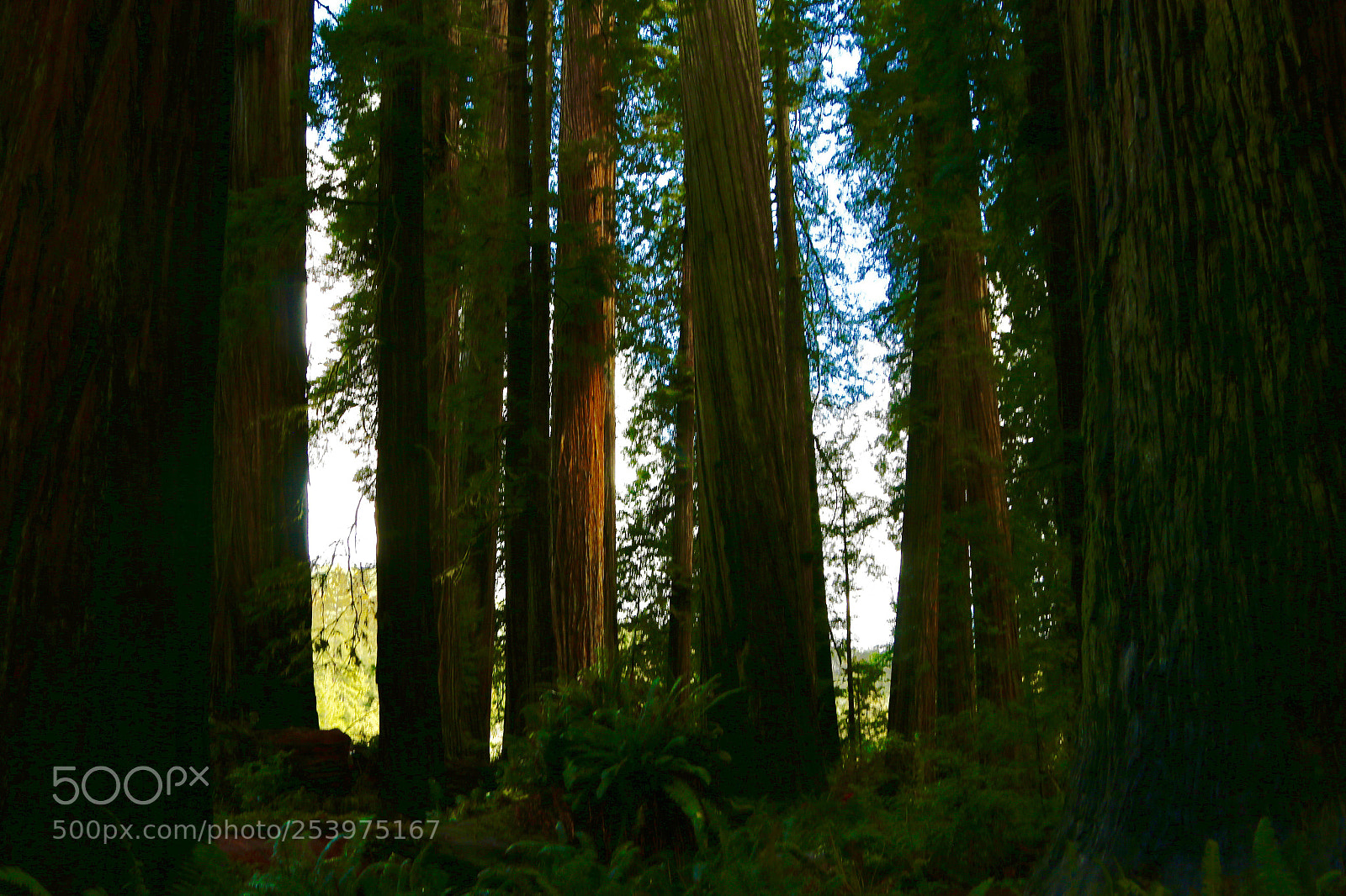 Canon EOS 70D sample photo. Through the redwoods photography