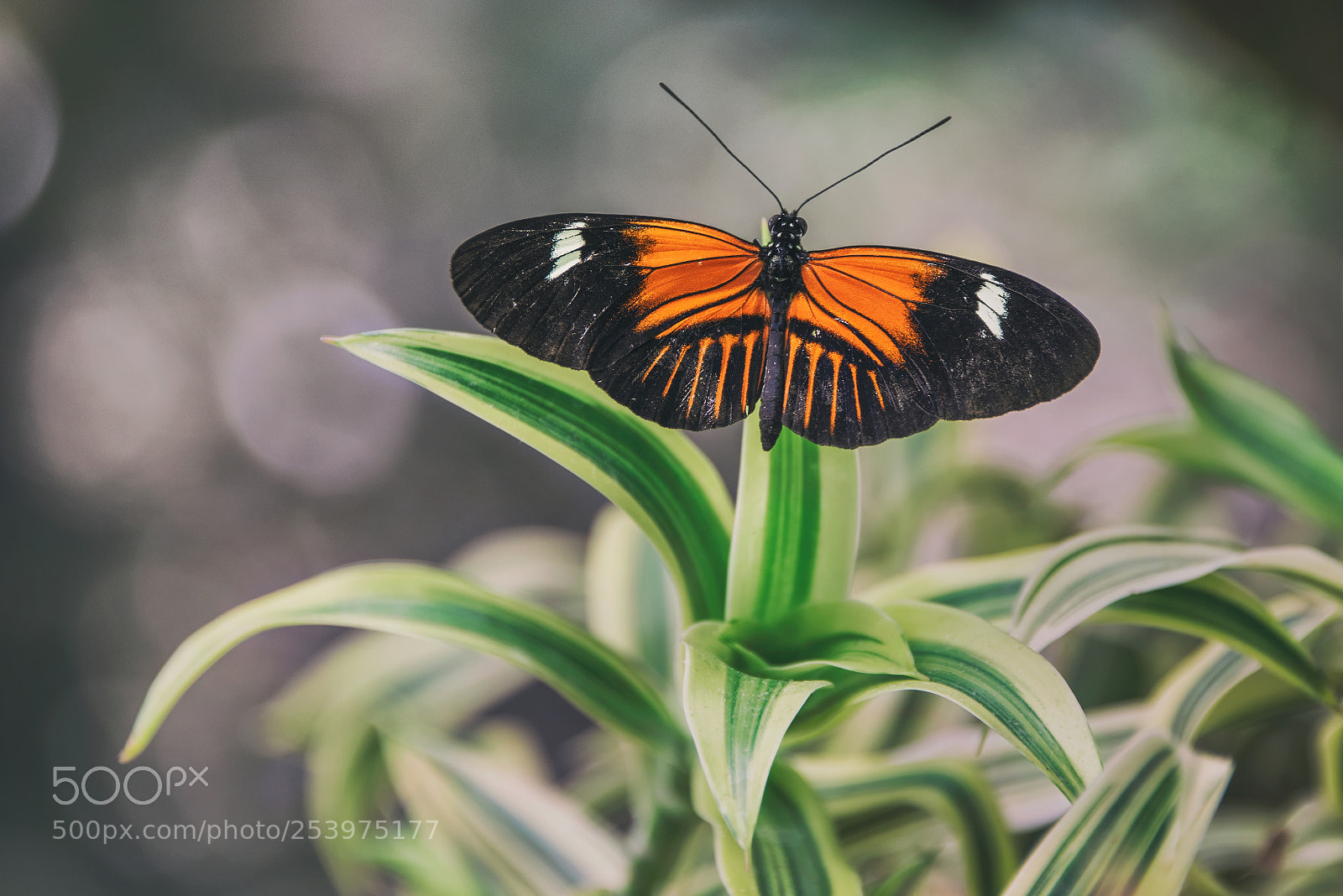 Nikon D810 sample photo. Postman butterfly photography