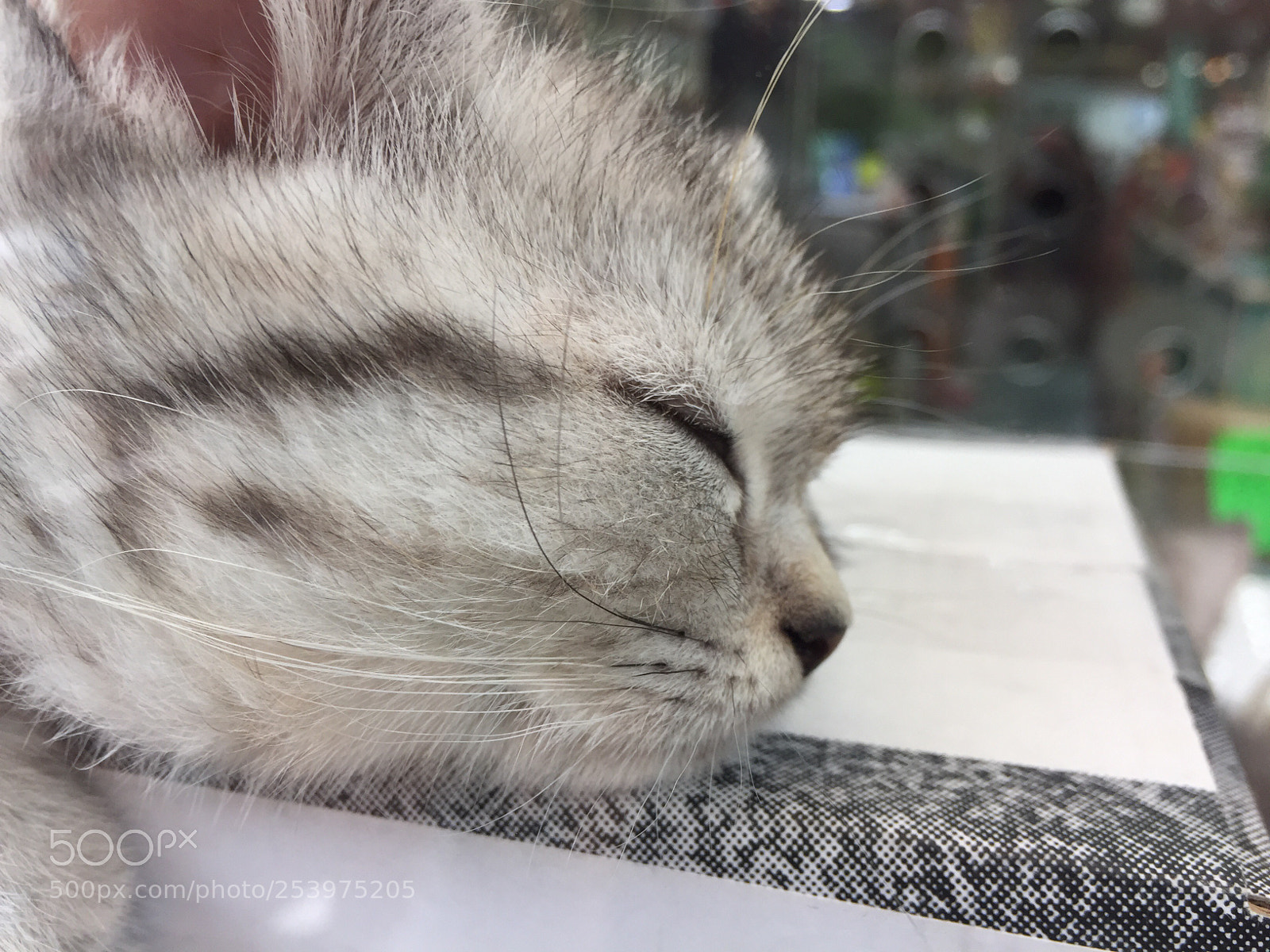 Apple iPhone 6 sample photo. Untitled photography