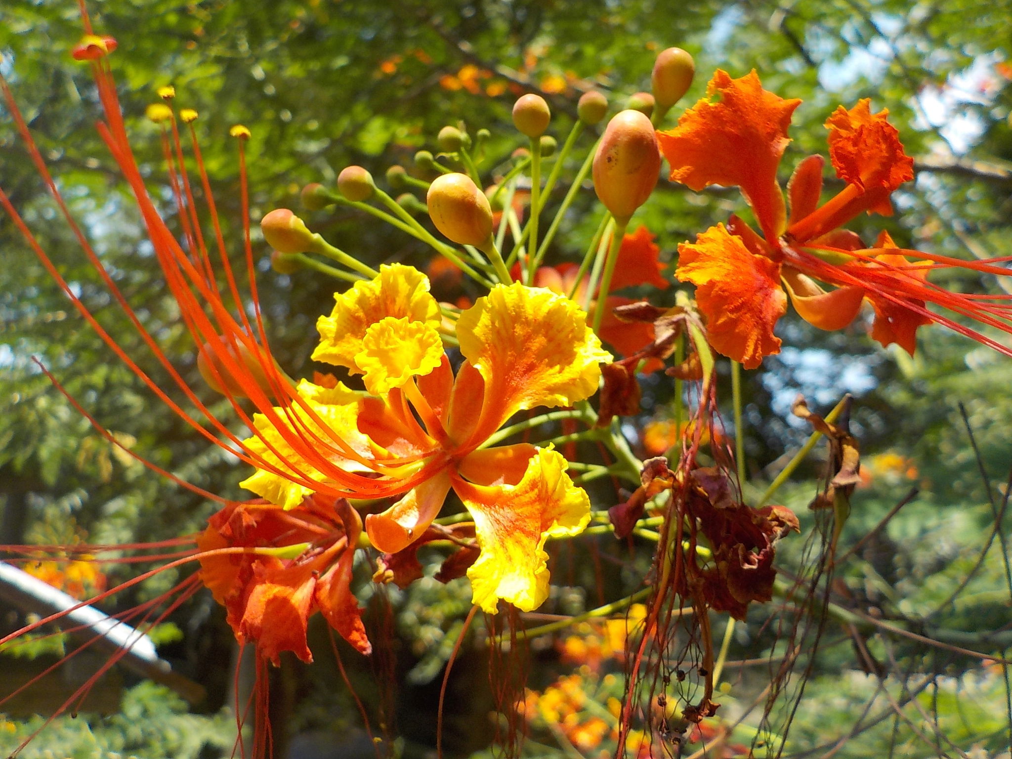 Nikon Coolpix S33 sample photo. Caesalpinia pulcherrima photography